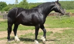 Vladimirskaya heavword horse